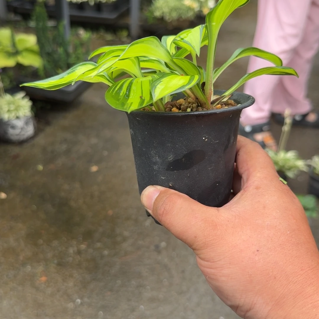 钢***尺完全开放草本植物 中通快递