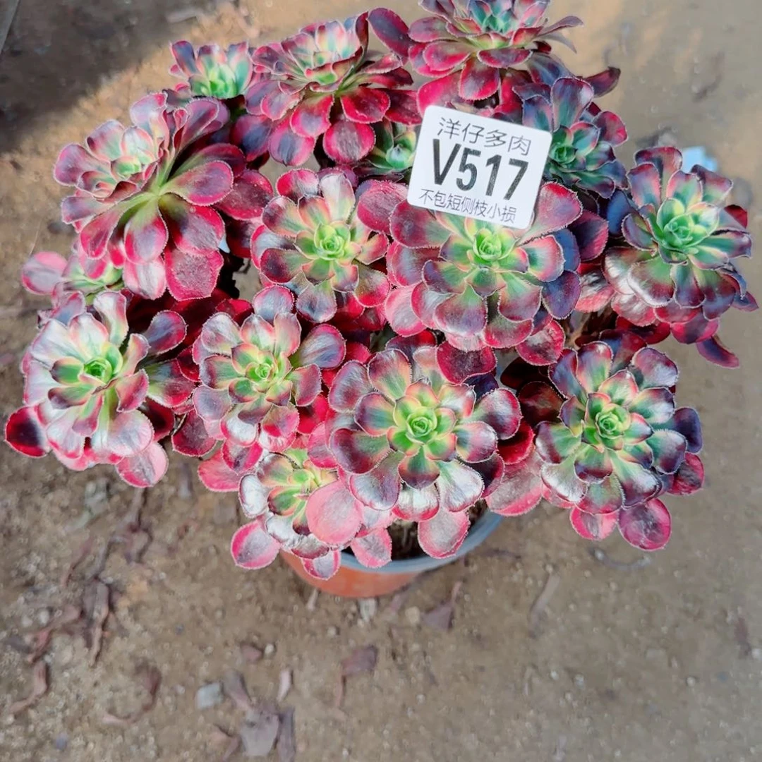 丽娜法师517冠幅23