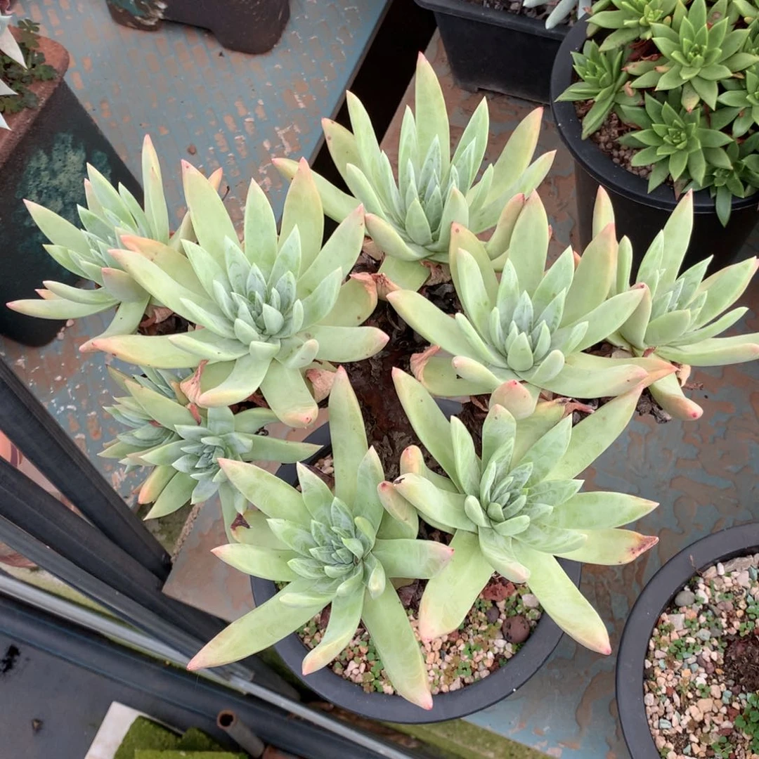 无花朵大花朵法瑞杂拇指，仙女杯多肉