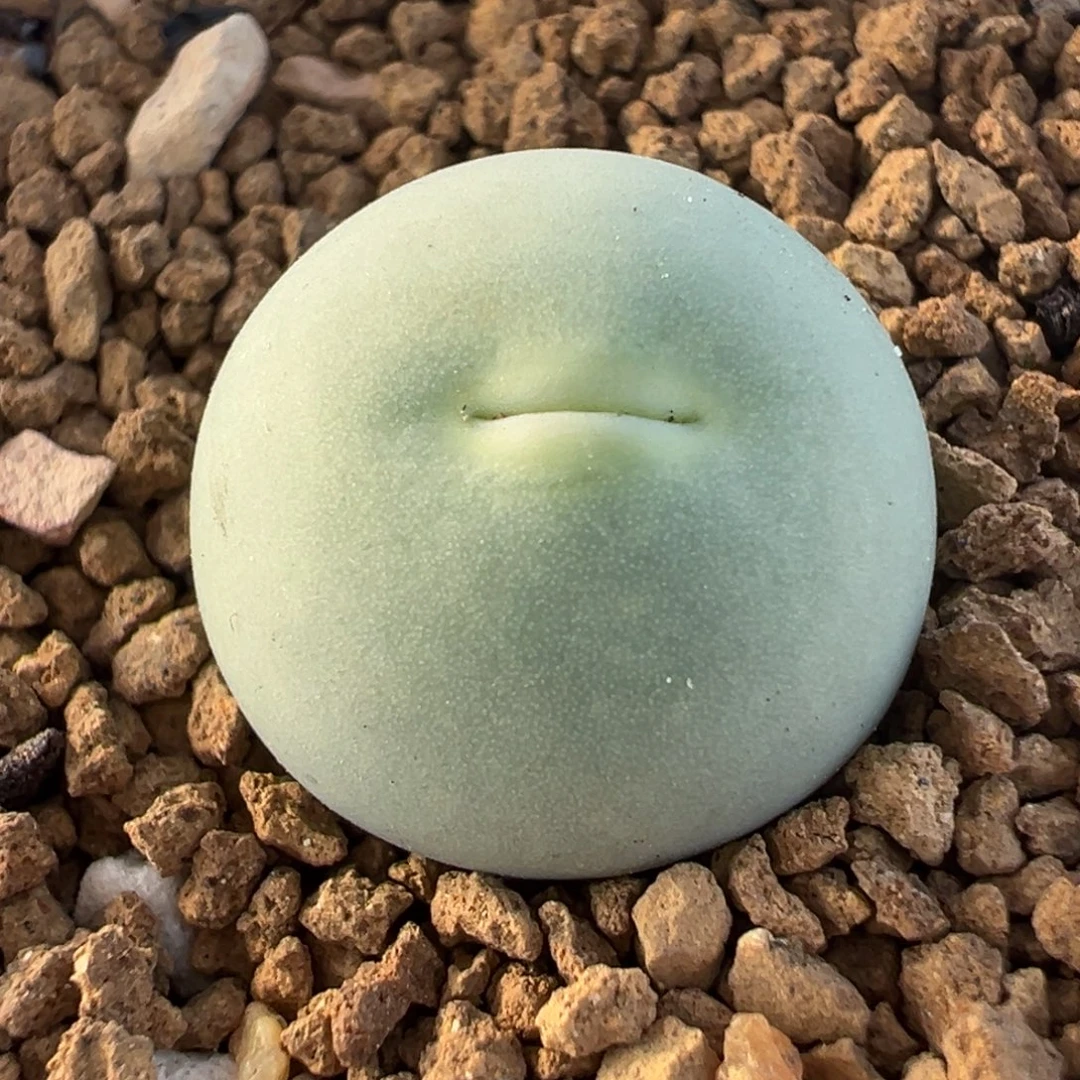 028多肉植物种类多样