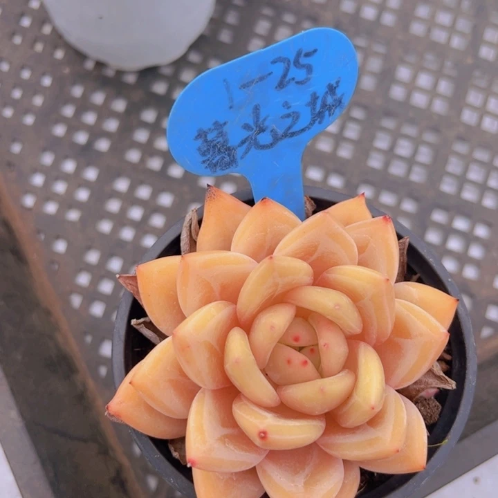 健健康康平平安安