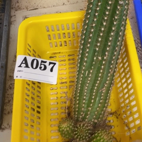 种子苗毛花柱a 057