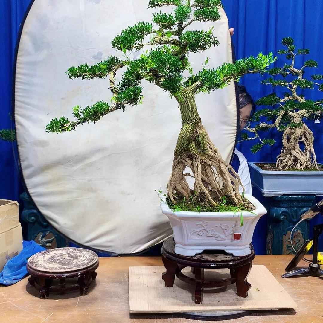 无花朵黄杨盆景一物一拍