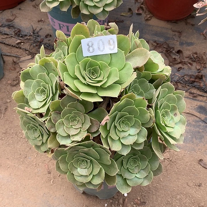 多肉植物玫瑰法师809