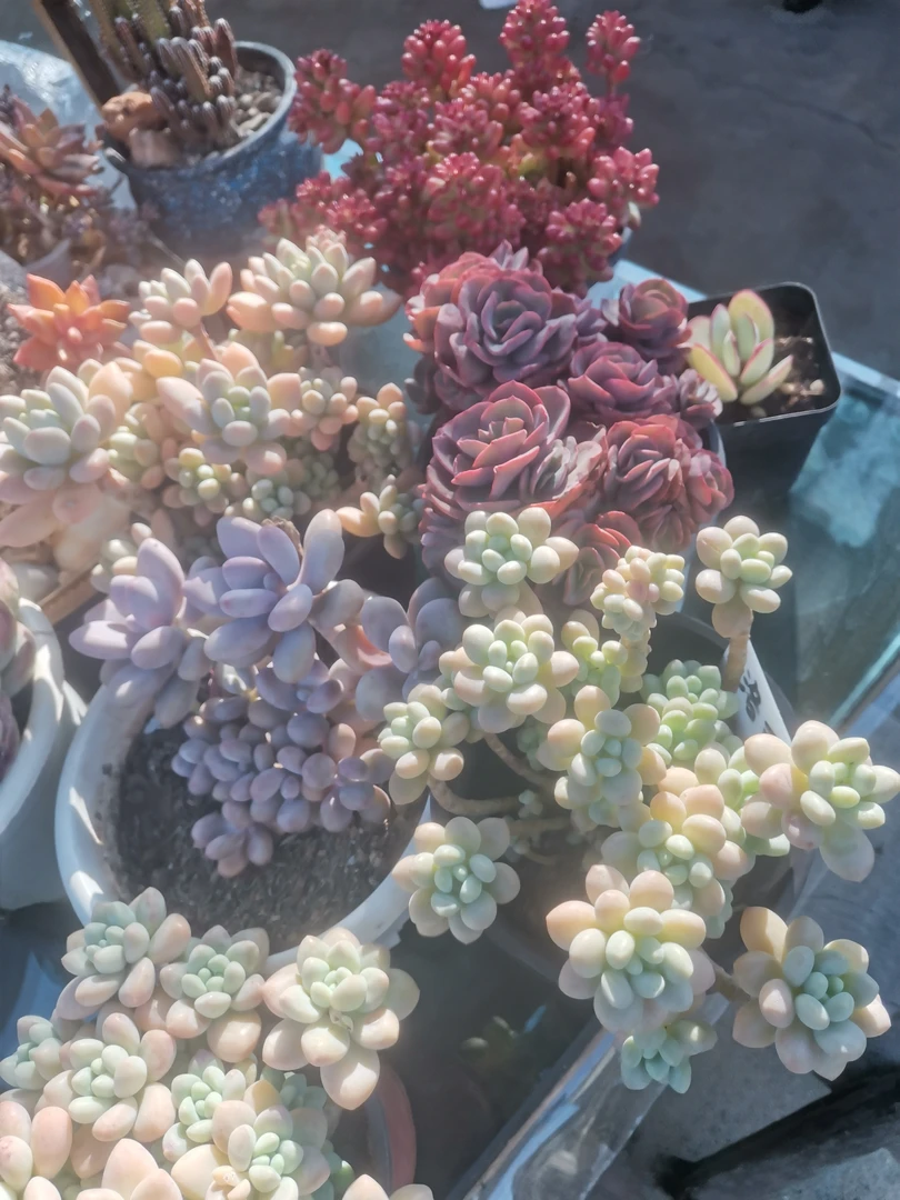 组合多肉植物，包邮