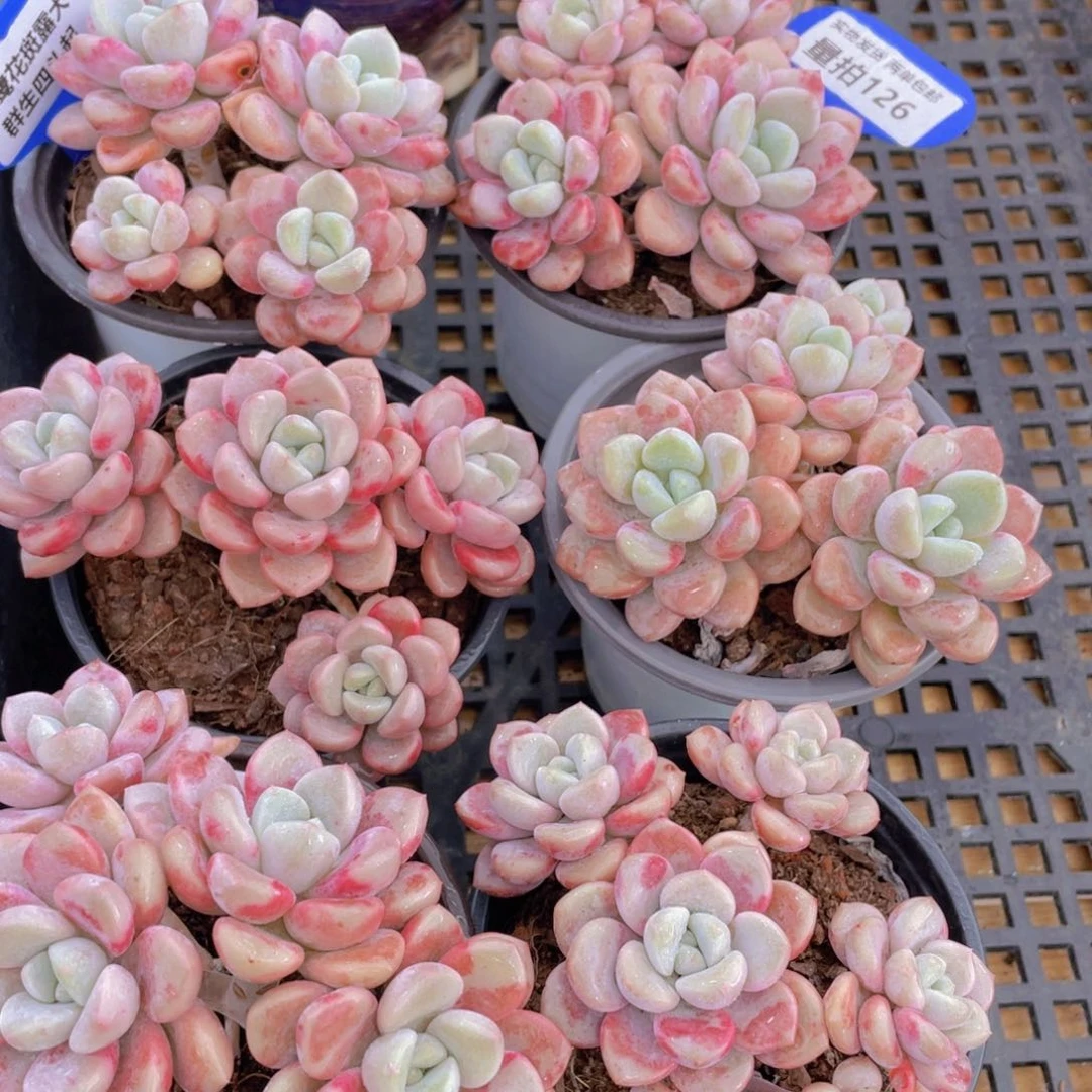 量拍126号 白鹭花斑露大群生四头起一个