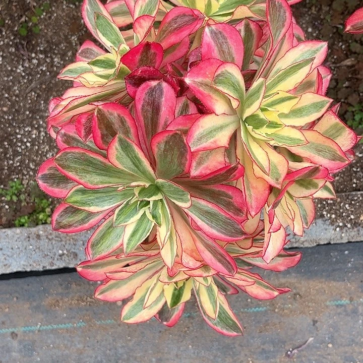浮*魅影法师多肉植物