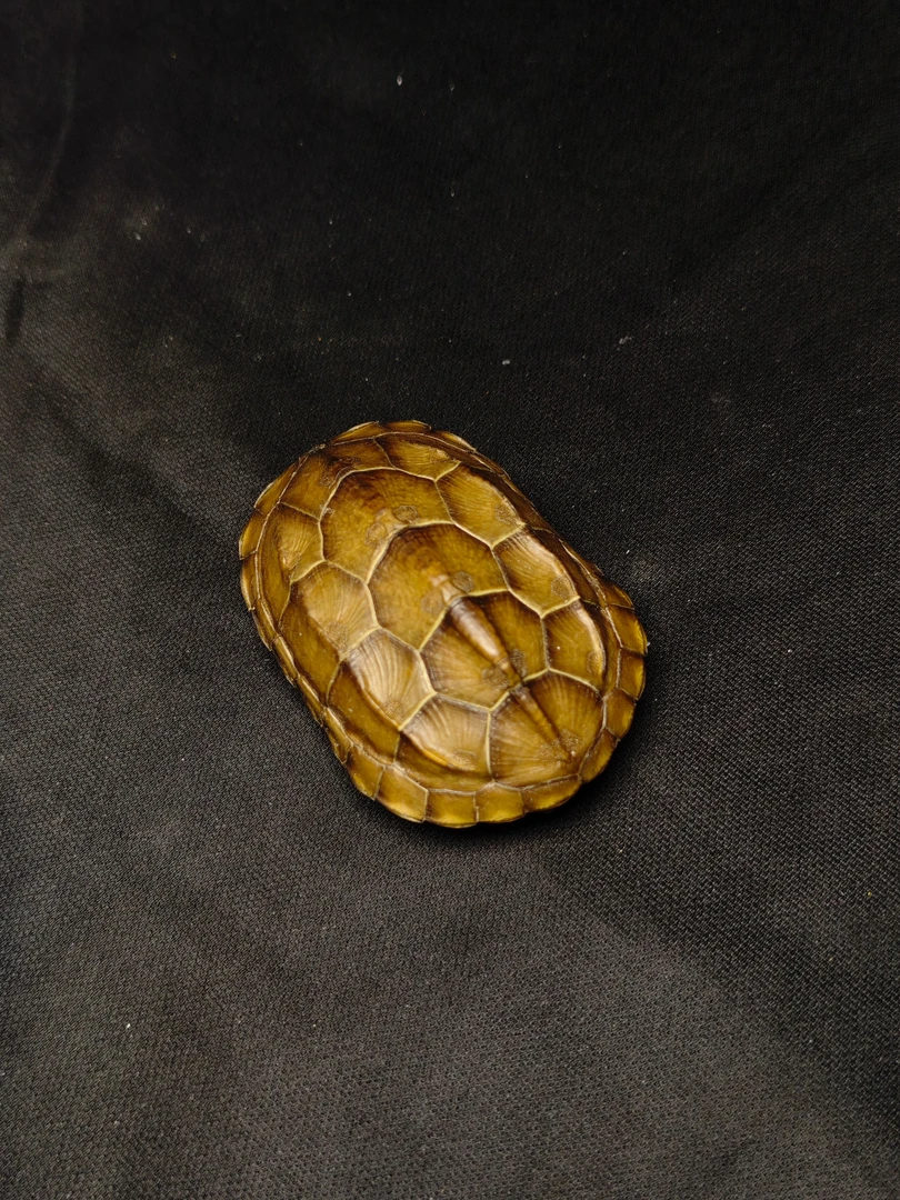 入门级6 - 8cm龟壳无赠品，随机发货