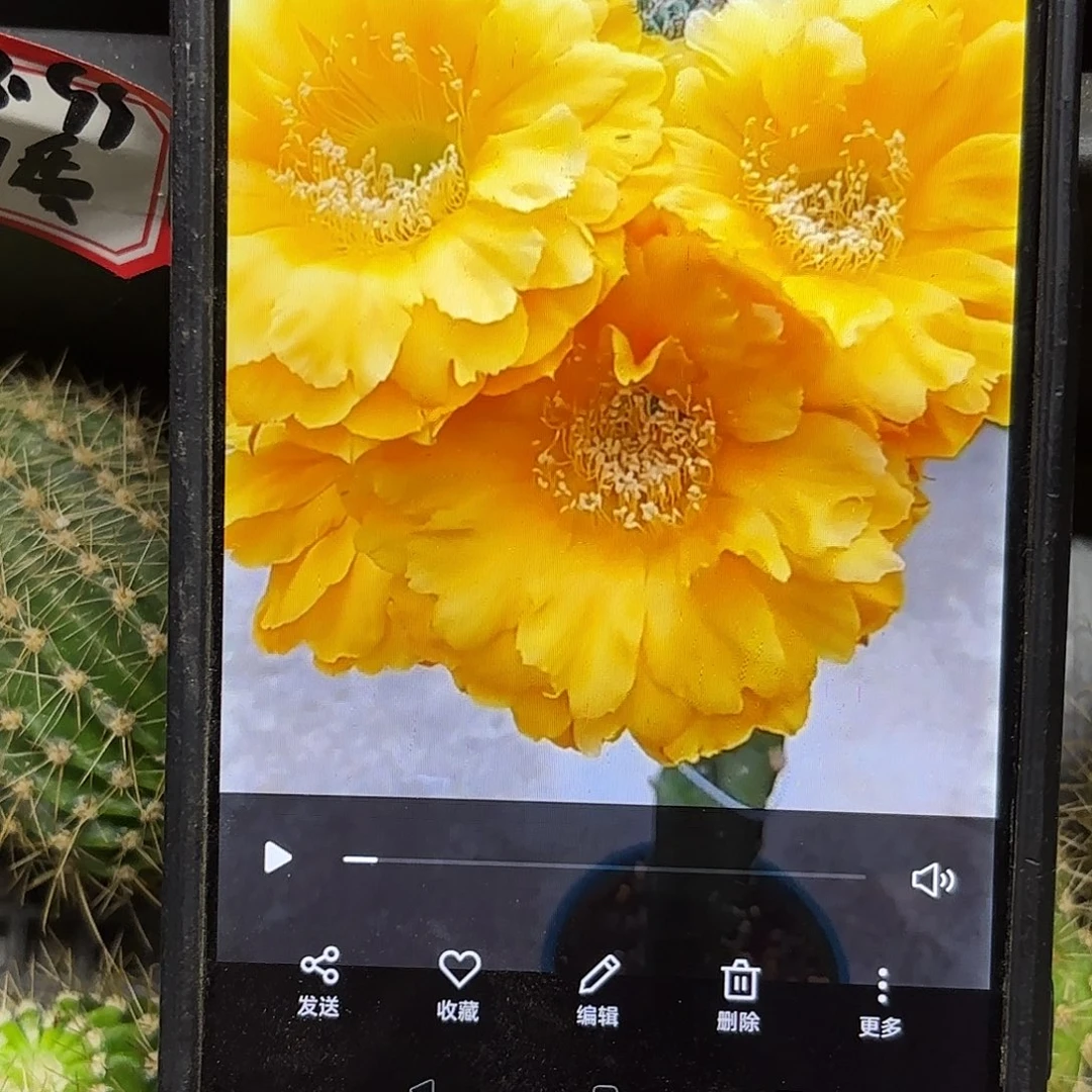 欢乐金妞侧牙20包邮仙人球32