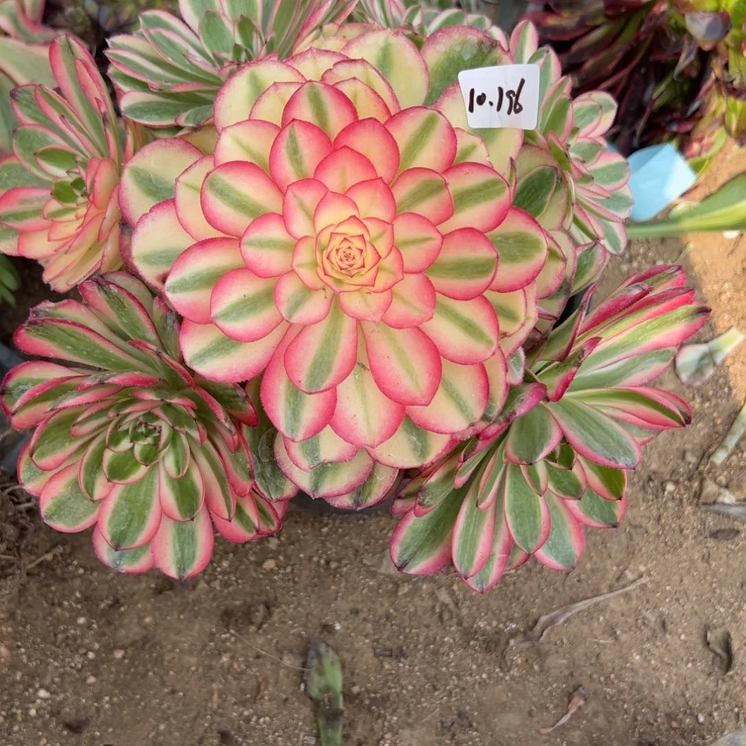 196荔枝多肉多肉多肉