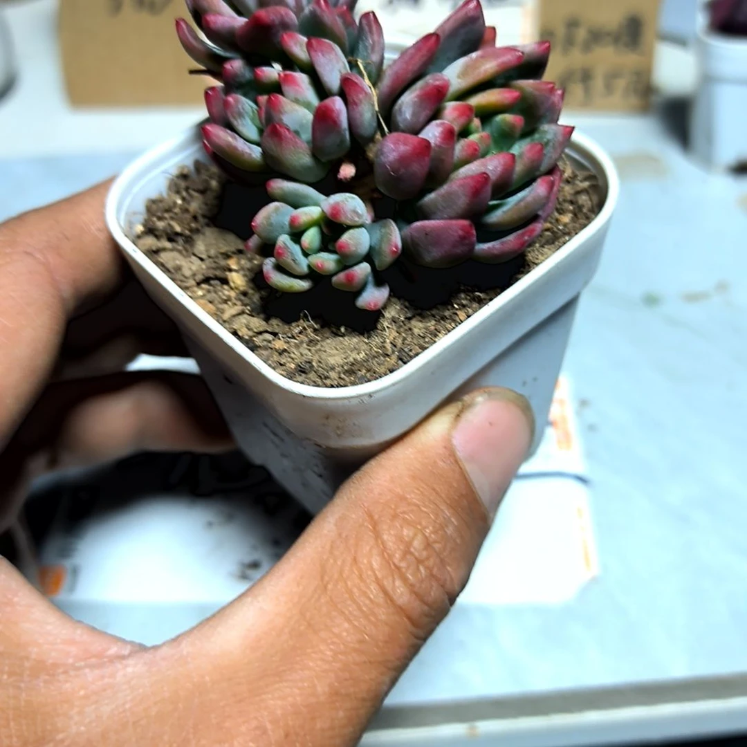 满6元包邮，蓝精灵小多头老苗