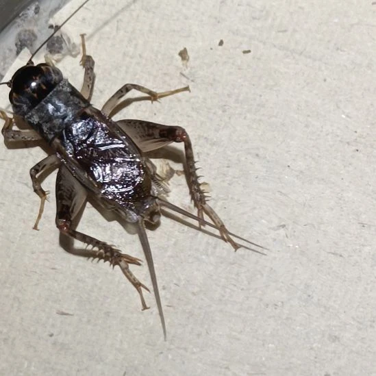 坤园份房蟋蟀蛐蛐