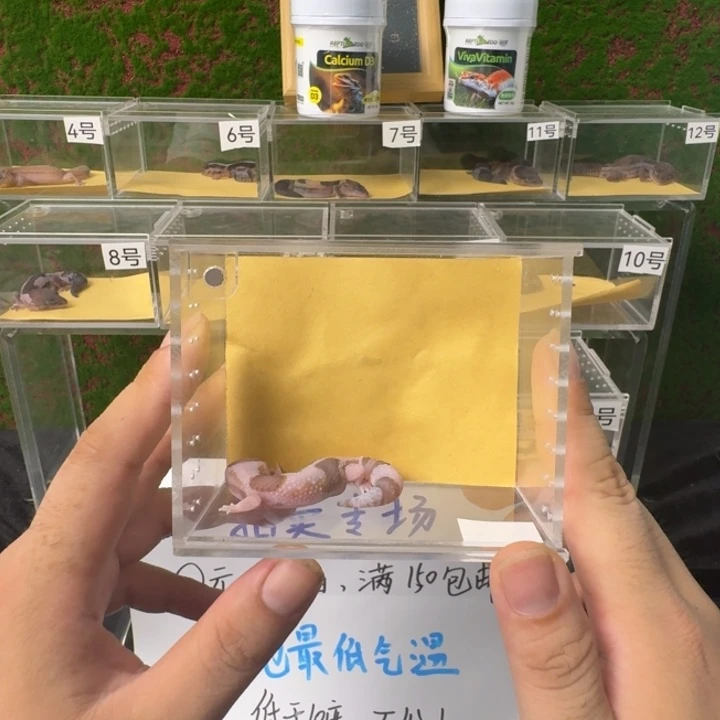 肥尾守宫奶橘宝宝，母温开整！