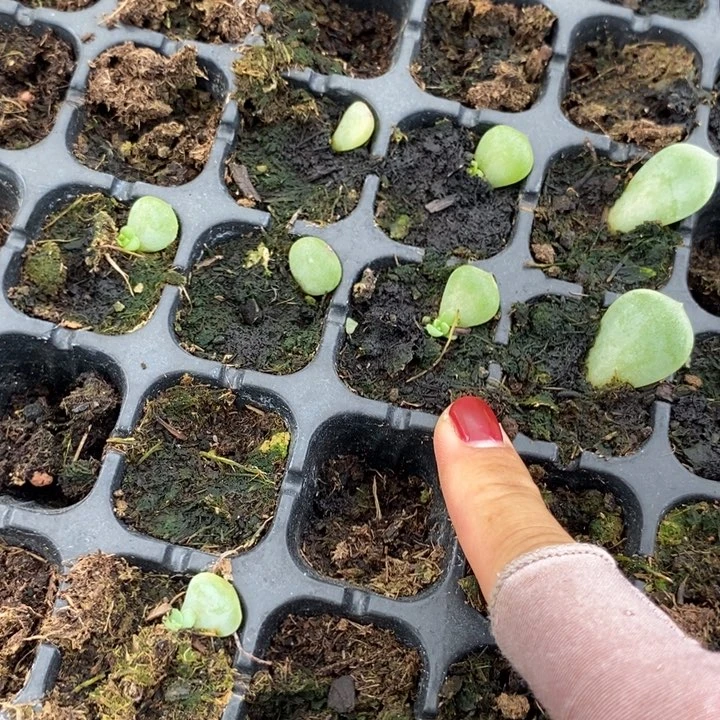 荔枝芽苗一个多肉