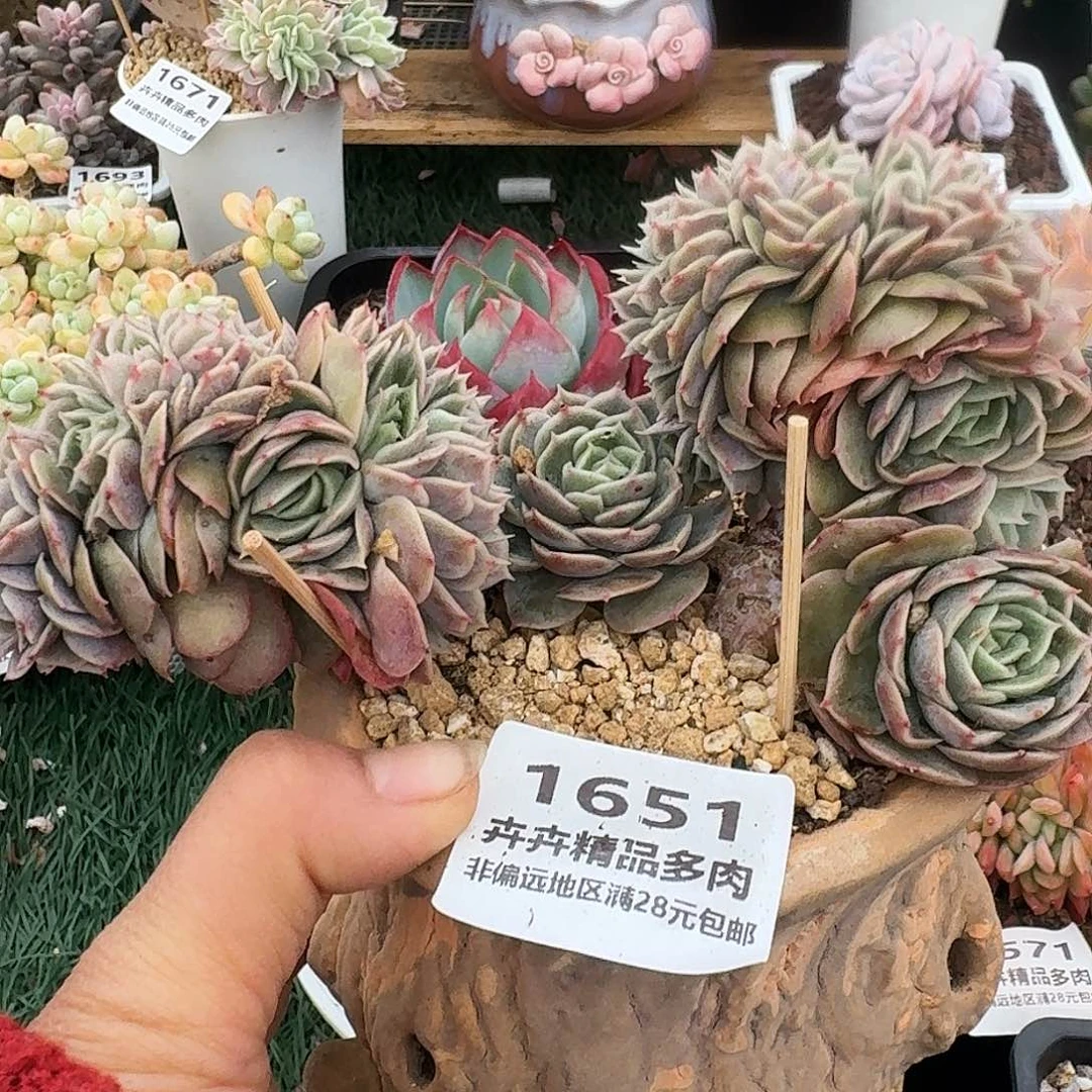 1651一物一拍（满28包邮）