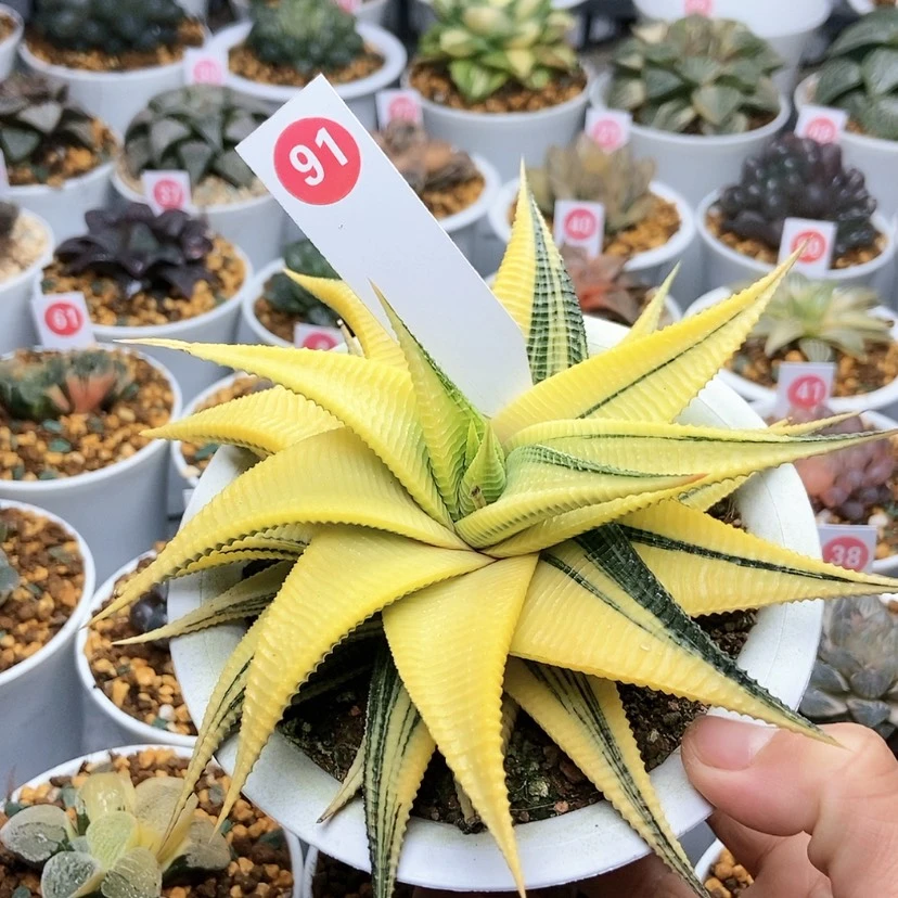 【闪购商品】91琉璃殿锦