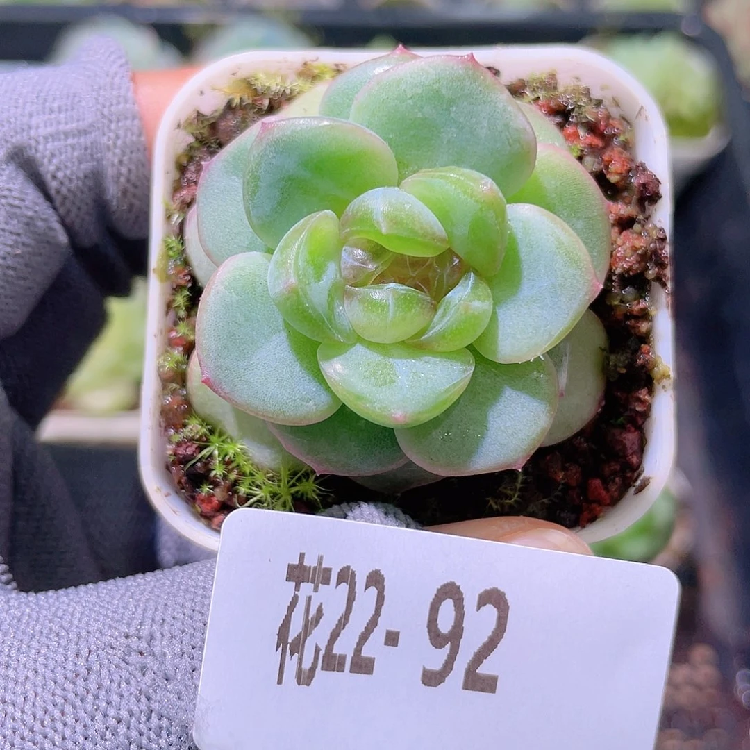 花利美22-92珍妮