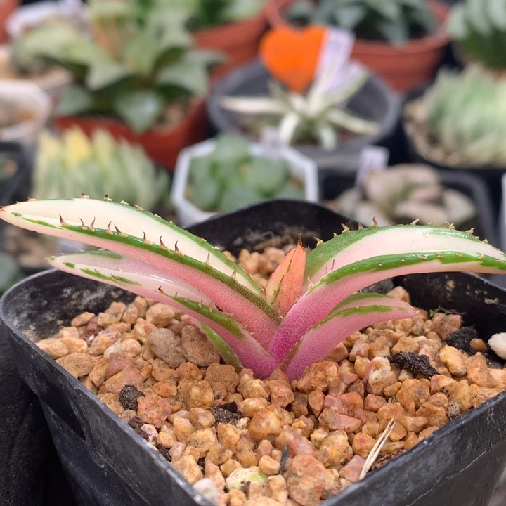 龙舌兰小岛中斑锦，带盆