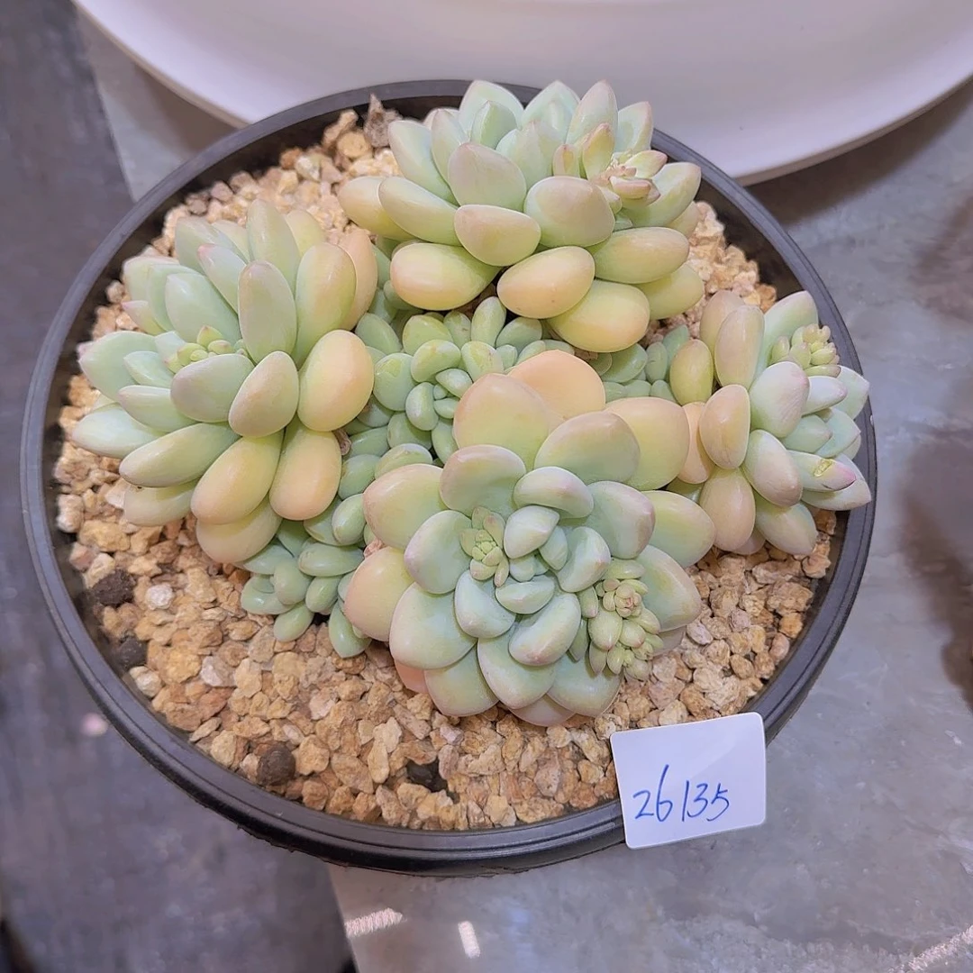 静**慧26135泡泡糖多肉