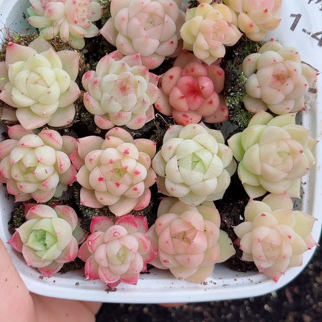 一**…1-491 新疆西藏内蒙不发货 零下不拍保温箱不包损