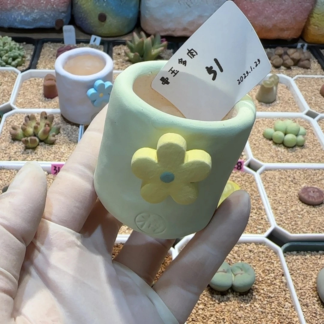 丁*多肉多肉多肉1.25-051