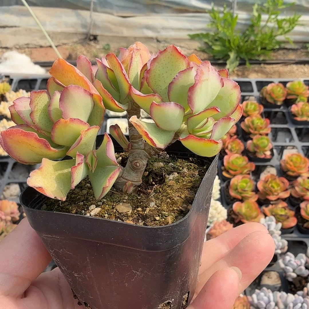 无砍知更鸟小桩群，满20包邮