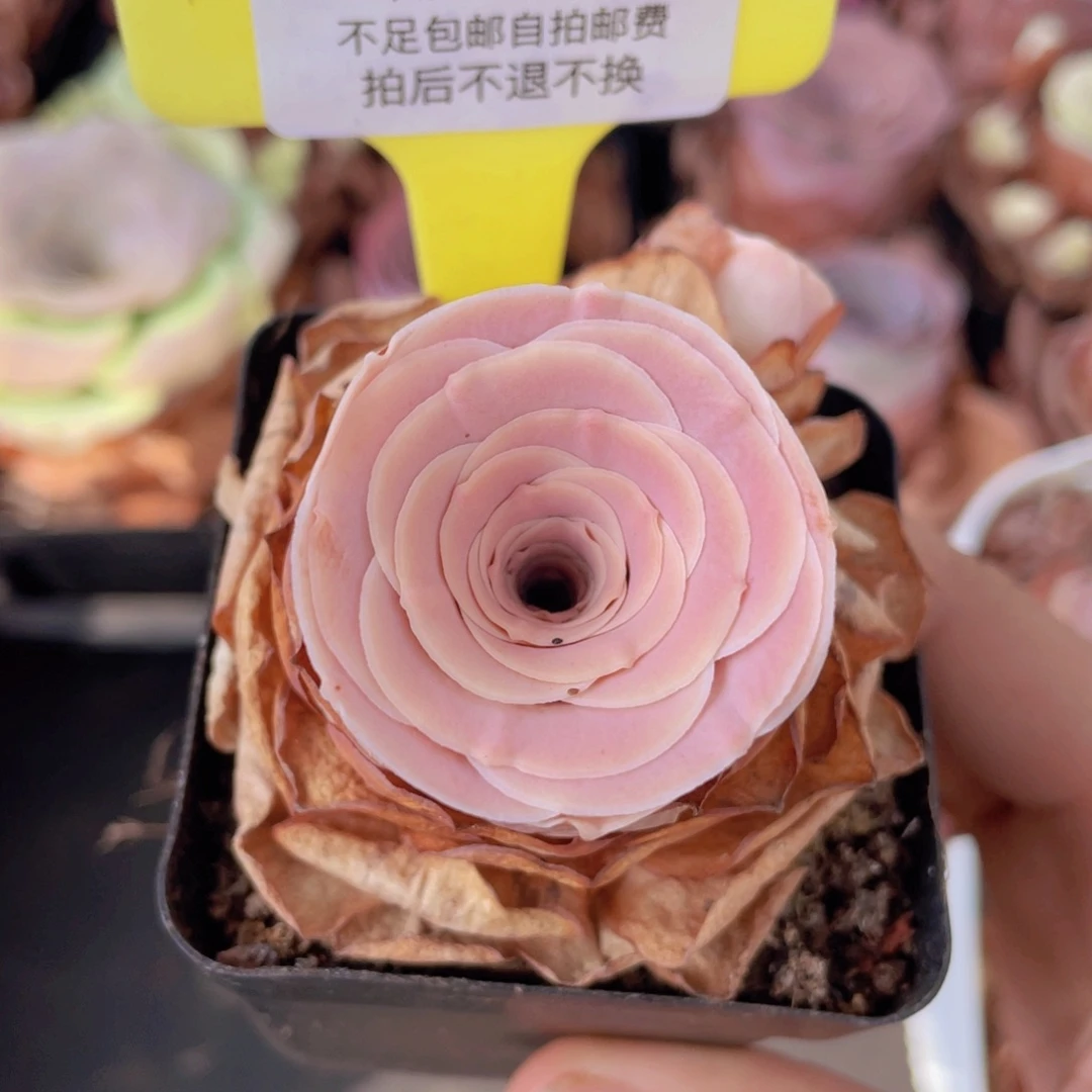 山地玫瑰518满38包邮裸根发货