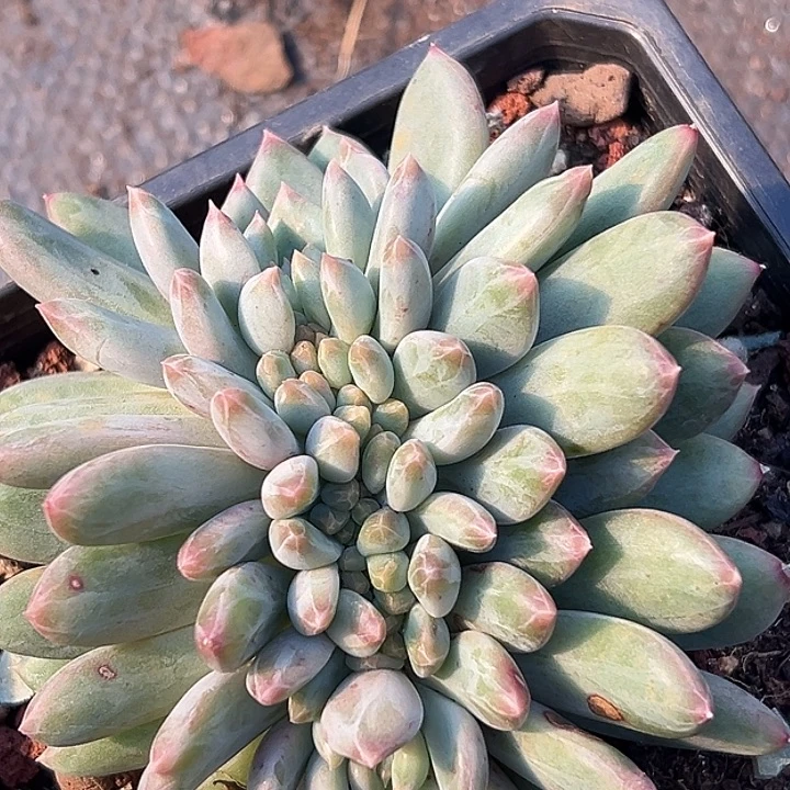 糖心暗纹美人缀特价