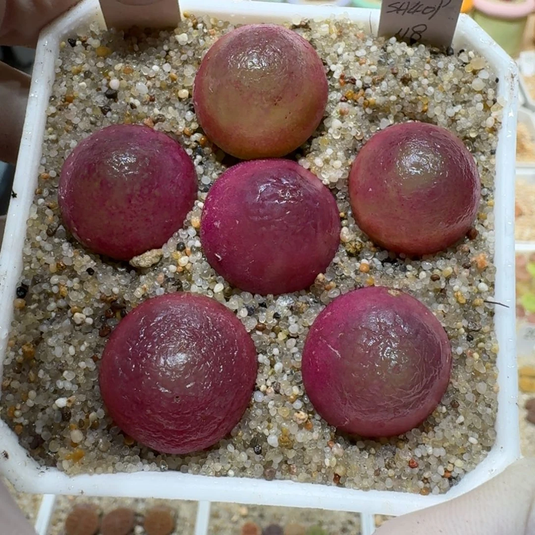 ?***?0213-20灯泡肉锥