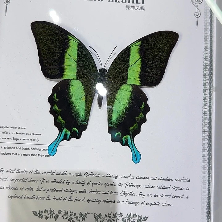 爱神凤蝶蝴蝶标本专拍