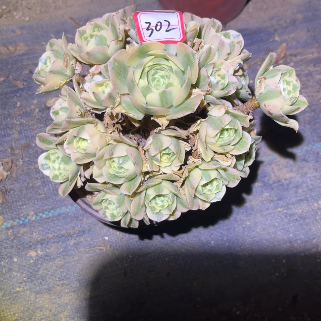 302多肉植物迈巴赫