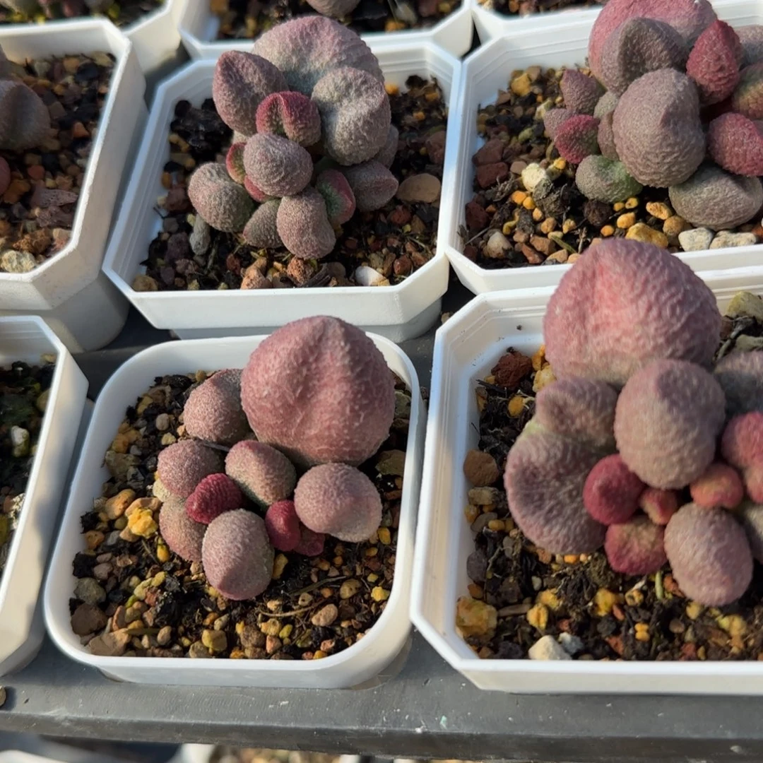 单颗水蜜桃量拍链接