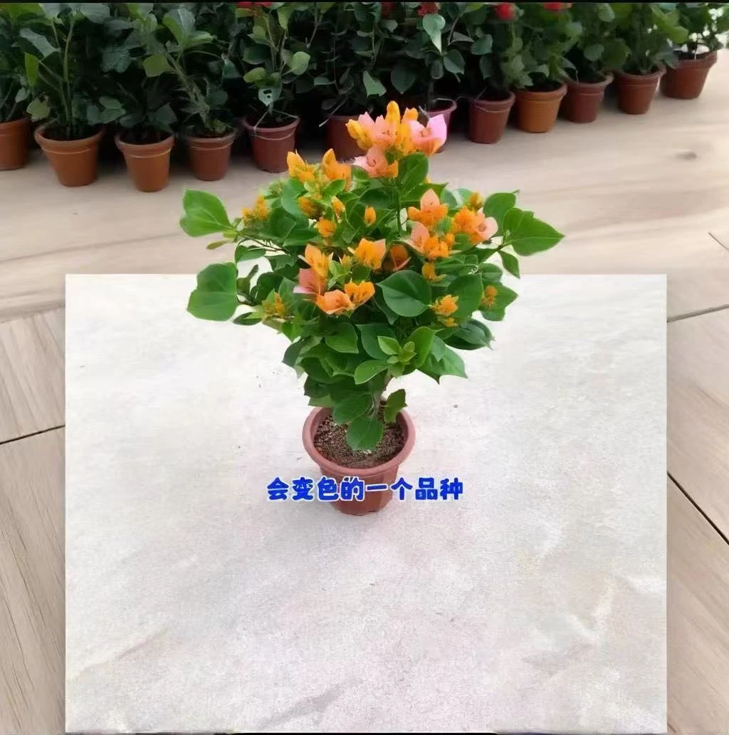 【变色龙】品种三角梅花卉勤花四季开花基地直发