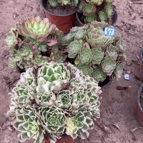 967多肉植物组合，