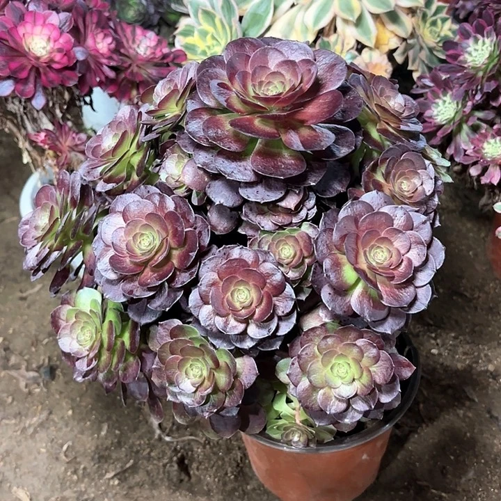 多肉植物赤焰莲41