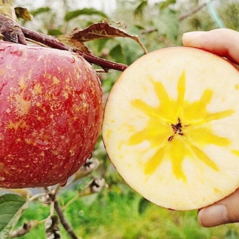 云南昭通大凉山冰糖心丑苹果新鲜现摘脆甜多汁水果