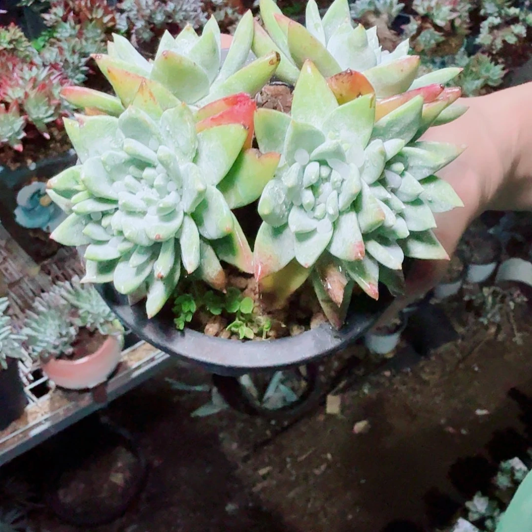 3008拇指苹果叶多肉