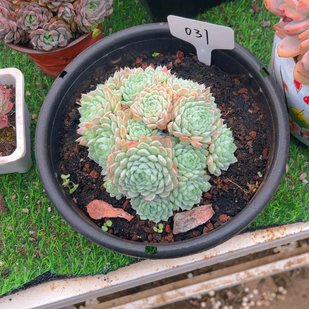 031号多肉植物一物一拍