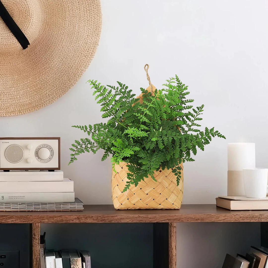 吉姆蕨盆栽植物室内客厅办公室工位桌面绿植净化空气四季好养花卉