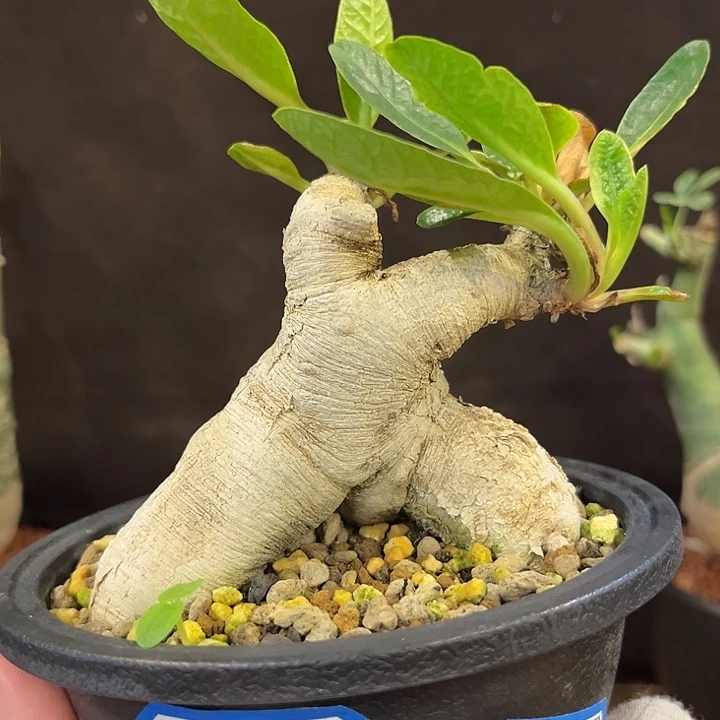 汤圆植物樱花大戟