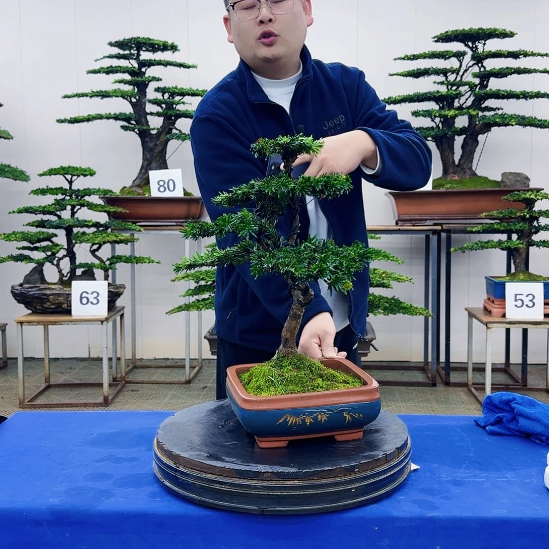 盆景米叶罗汉松盆景