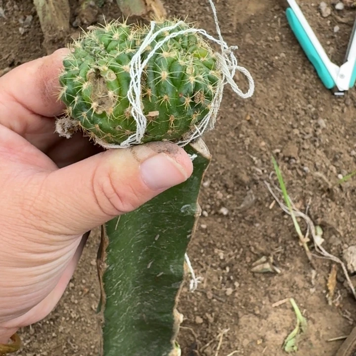 372嫁接丽花脱土修根发货斑