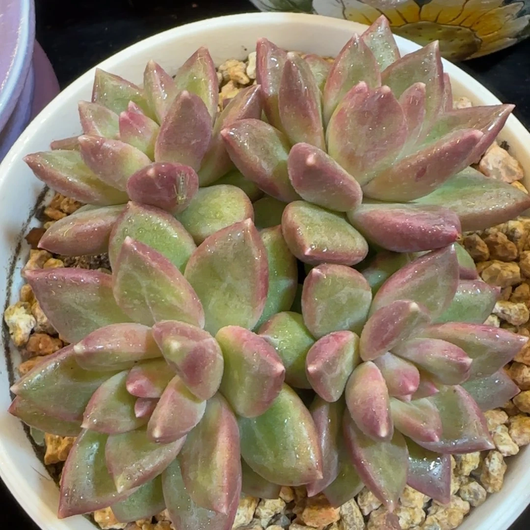 韩版迷雾泡泡一颗头一颗