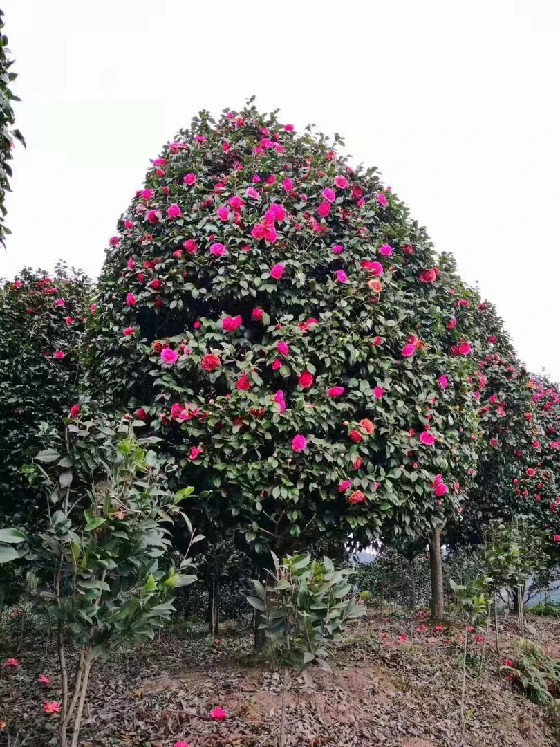 茶花四季常绿大花型耐寒好养庭院地栽盆栽绿植