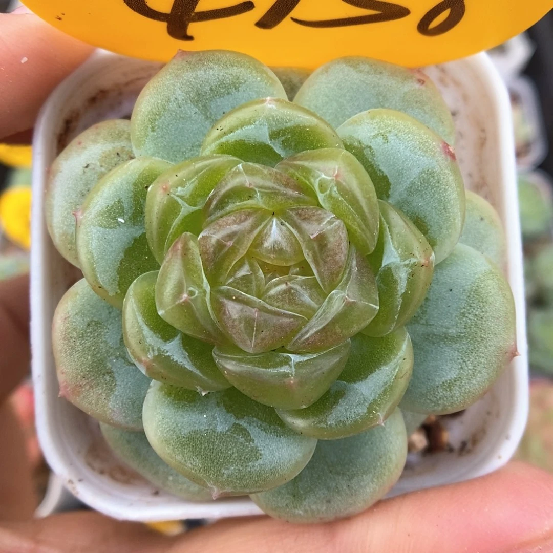 透心珍妮可拍4158号