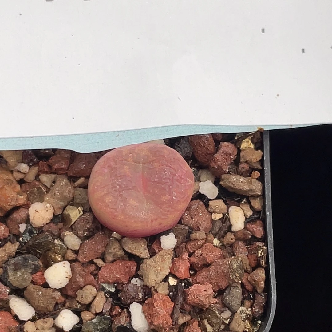 21-127肉锥多肉植物小毛杂