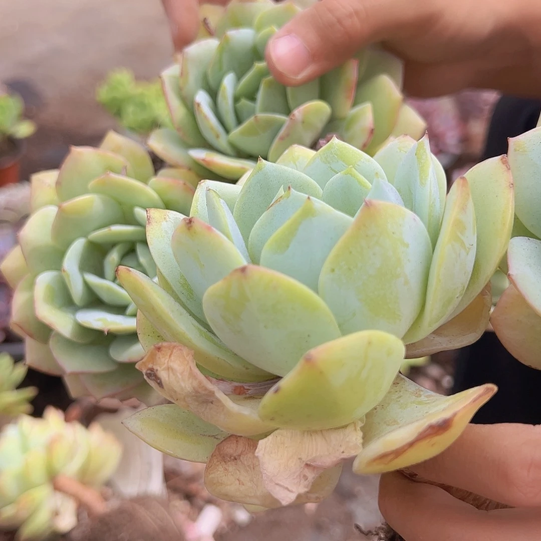 2盆果冻恋曲 双头起发