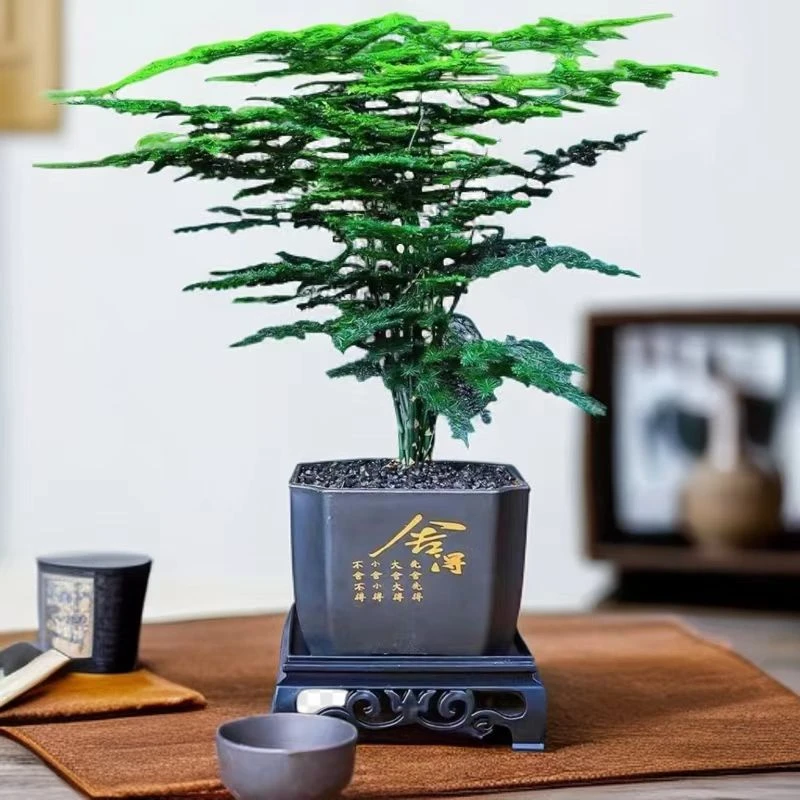 补贴价【舍得文竹盆栽】室内植物迷你办公室绿植观叶植物四季常青