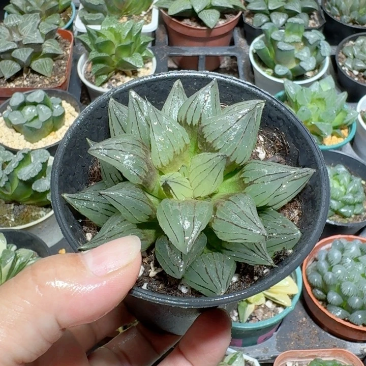 十二卷大颗西瓜寿