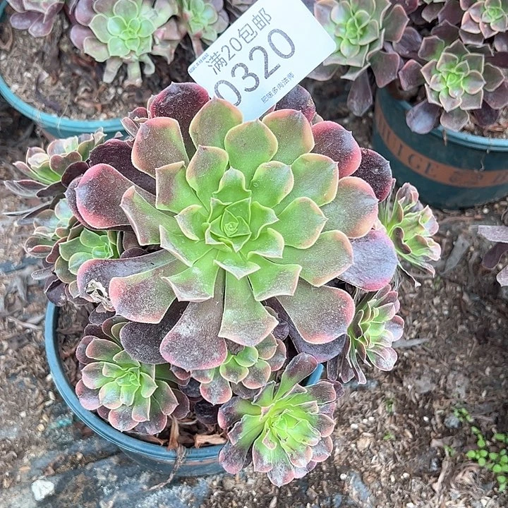 0320欧嘉莉多肉植物